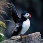 Aberdeen: Bullers of Buchan Puffin Watching Tour - Is This Tour Worth the Cost?
