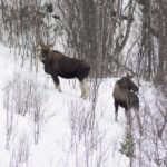 Abisko: Snowmobile Sightseeing Tour - Abisko: Snowmobile Sightseeing Tour