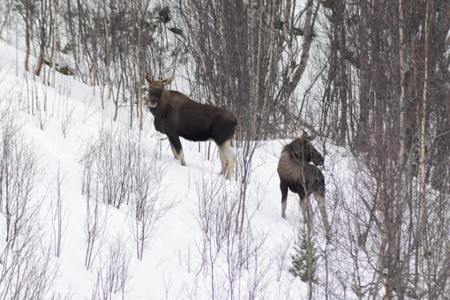 Abisko: Snowmobile Sightseeing Tour - Abisko: Snowmobile Sightseeing Tour