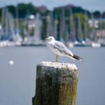 About Vikings, kings and cheeky monks (Medieval Schleswig) - The Starting Point and Overall Structure