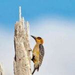 Acapulco: Early Birding Feathered Wonders with Breakfast - Wildlife Viewing in Acapulco’s Unique Ecosystems