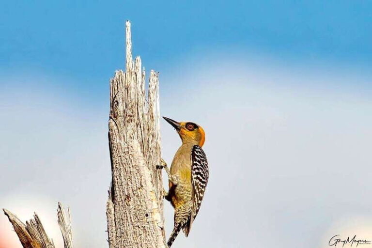 Acapulco: Early Birding Feathered Wonders with Breakfast - Wildlife Viewing in Acapulco’s Unique Ecosystems