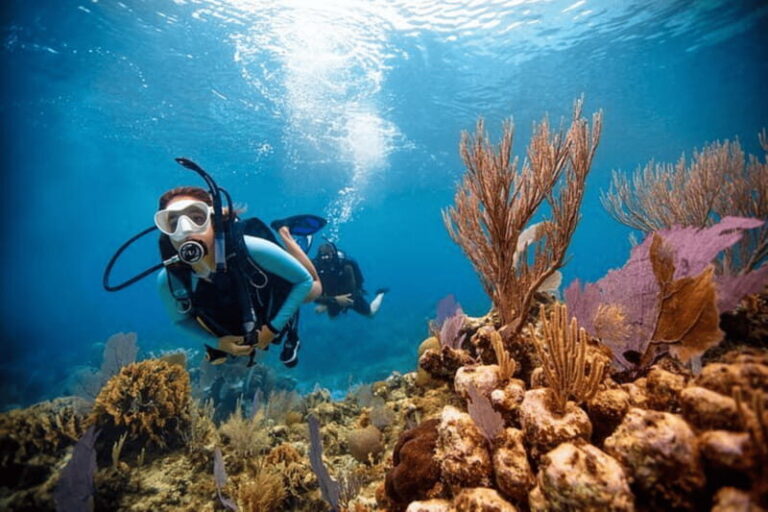 Acapulco: Scuba Diving in Roqueta Island - The Highlights of Roqueta Islands Underwater World