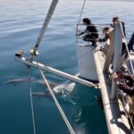 Adelaide: 4-Hour Guaranteed Wild Dolphin Watching Cruise - Who Will Enjoy This Experience?