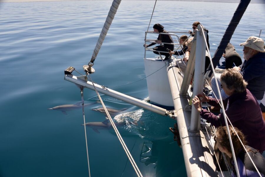 Adelaide: 4-Hour Guaranteed Wild Dolphin Watching Cruise - Who Will Enjoy This Experience?