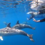Adelaide: 4-Hour Swimming with Dolphins Experience - The Sum Up