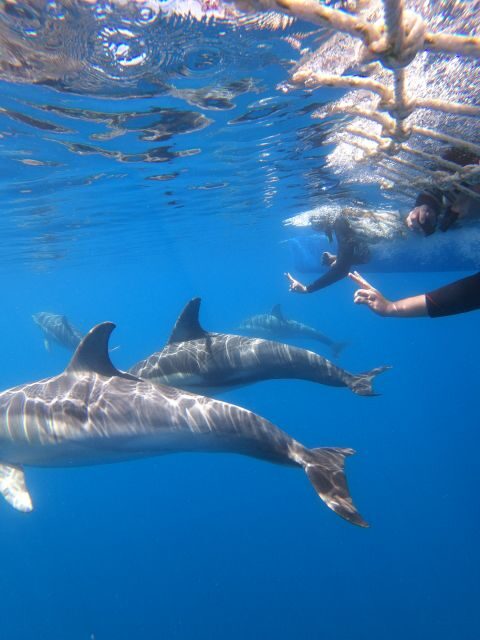 Adelaide: 4-Hour Swimming with Dolphins Experience - The Sum Up
