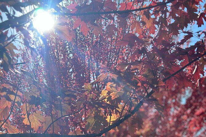Adelaide City Highlights via Hahndorf Half-Day Tour - FAQ