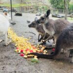 Adelaide Cruise Ship Tours - Final Thoughts