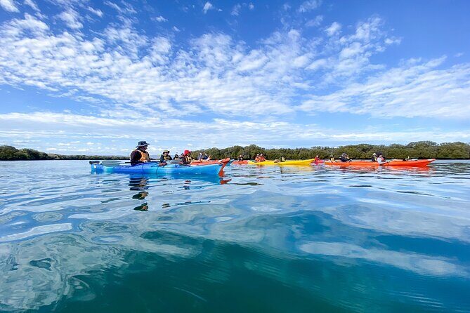 Adelaide Dolphin Sanctuary and Ships Graveyard Kayak Tour - Why This Tour Represents Great Value
