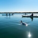 Adelaide: Dolphin Sanctuary Eco Kayaking Tour - Who Would Love This Tour?