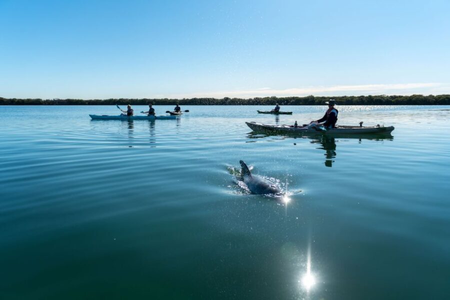 Adelaide: Dolphin Sanctuary Eco Kayaking Tour - Who Would Love This Tour?
