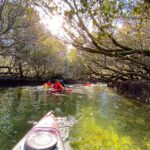 Adelaide: Dolphin Sanctuary Mangroves Kayak Tour - Who Will Enjoy This Tour?