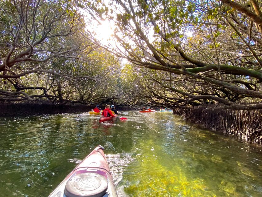 Adelaide: Dolphin Sanctuary Mangroves Kayak Tour - Who Will Enjoy This Tour?