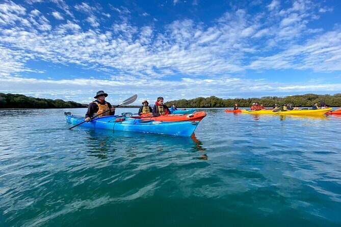 Adelaide Dolphin Sanctuary Mangroves Kayaking Tour - What Makes This Tour Special?