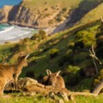 Adelaide: Fleurieu Gourmet 4-Day Walking Tour - Why we love this experience