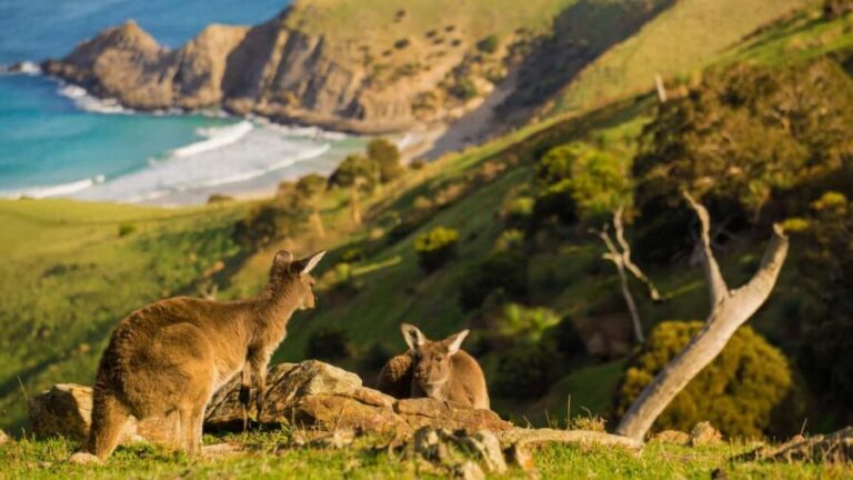 Adelaide: Fleurieu Gourmet 4-Day Walking Tour - Why we love this experience