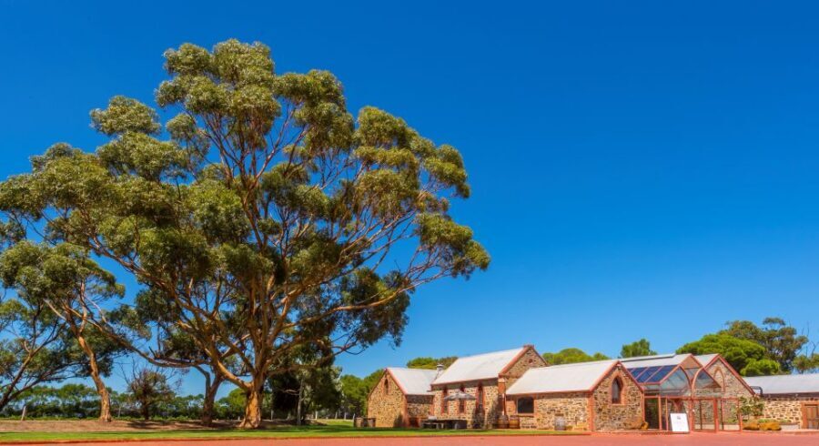 Adelaide: Half-day McLaren Vale & Glenelg Wine Tasting Tour - Overview of the Experience: What You Can Expect