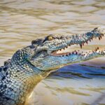 Adelaide River Cruises - Jumping Crocodile Experience - The Crocodile Jumping Show: Heart-Pounding Moments