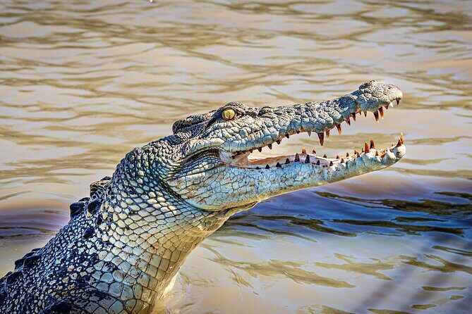 Adelaide River Cruises - Jumping Crocodile Experience - The Crocodile Jumping Show: Heart-Pounding Moments