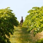 Adelaide: Wine and Wildlife 4WD Tour - Exploring the Itinerary: What You Can Expect from This Day