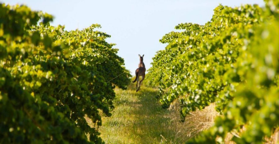 Adelaide: Wine and Wildlife 4WD Tour - Exploring the Itinerary: What You Can Expect from This Day