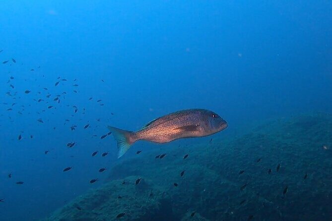 Advanced Open Water Diver course - Who Will Love This Experience?