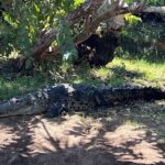 Adventure on the Emerald Coast Ventanilla, Mazunte, Puerto Ángel - Practicalities and Value