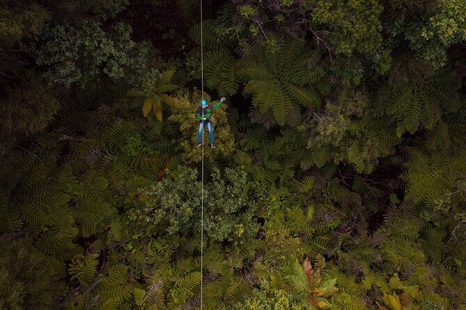Adventurous Zipline Tour in Coromandel - What Makes This Tour Stand Out?