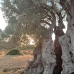 Aegina: Ancient Olive Grove (Eleonas) & Perdika Village Tour - A Thorough Breakdown of the Experience