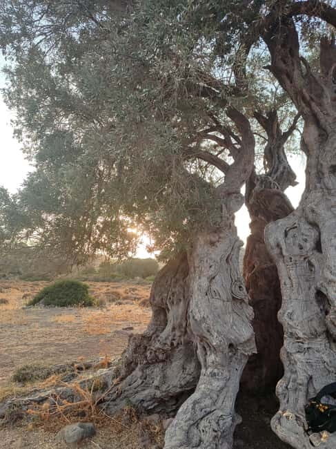 Aegina: Ancient Olive Grove (Eleonas) & Perdika Village Tour - A Thorough Breakdown of the Experience