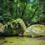 Affordable Return Mossman Gorge from Port Douglas Transfers - In-Depth Review of the Mossman Gorge Shuttle Experience