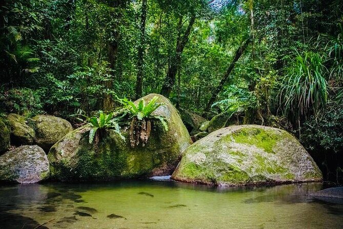 Affordable Return Mossman Gorge from Port Douglas Transfers - In-Depth Review of the Mossman Gorge Shuttle Experience