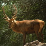 Africam Safari Conservation Park - Final Thoughts: Is Africam Safari Worth It?