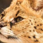 African Cat Experience at Werribee Open Range Zoo - excl. entry - An In-Depth Look at the African Cat Experience
