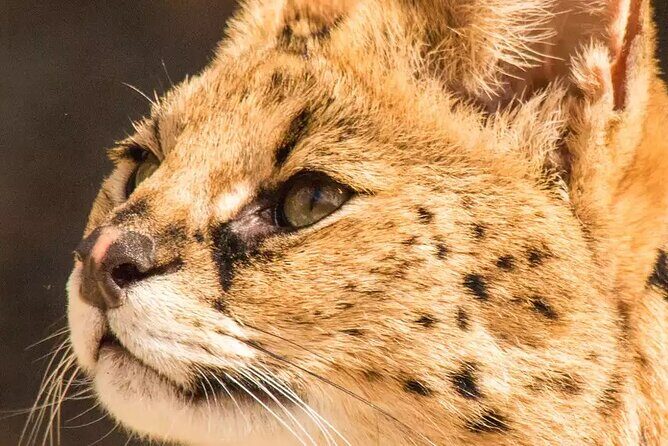 African Cat Experience at Werribee Open Range Zoo - excl. entry - An In-Depth Look at the African Cat Experience