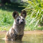 African Wild Dog Experience at Werribee Open Range Zoo - A Closer Look at the African Wild Dog Experience