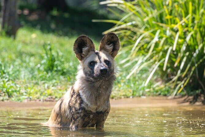 African Wild Dog Experience at Werribee Open Range Zoo - A Closer Look at the African Wild Dog Experience