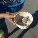 Afro-Mex Village Experience -Horseback Ride -Turtle Hatch & Crocs - The Experience in Detail: From Sand to Wildlife