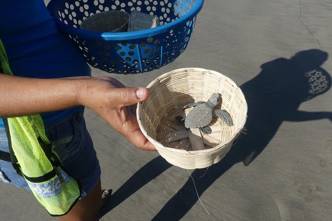 Afro-Mex Village Experience -Horseback Ride -Turtle Hatch & Crocs - The Experience in Detail: From Sand to Wildlife