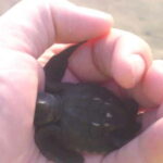 *Afro-Mex Village Horse Ride, Turtle Release Crocodile Farm - A Deep Dive Into the Experience