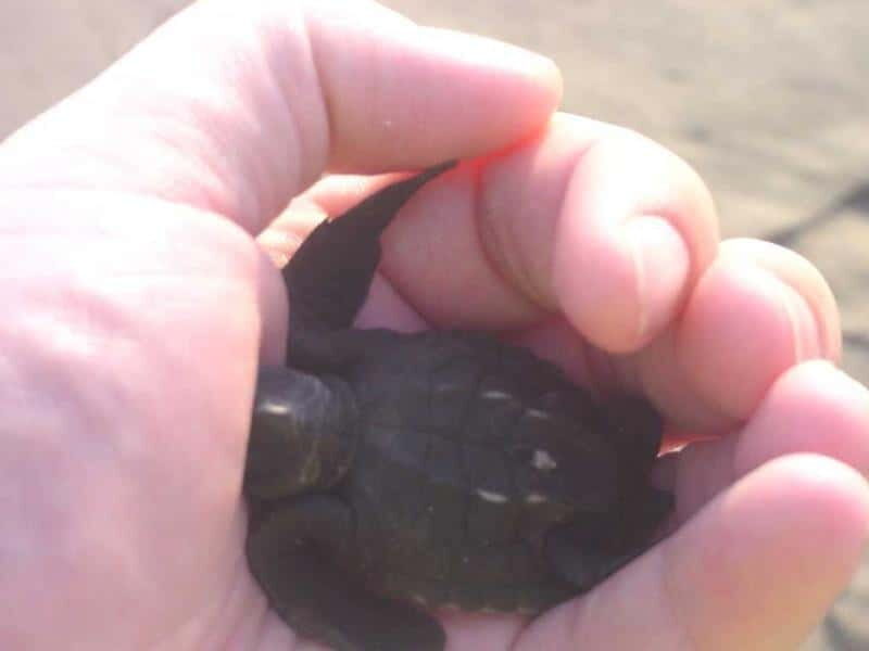 *Afro-Mex Village Horse Ride, Turtle Release Crocodile Farm - A Deep Dive Into the Experience