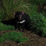 After Dark Tasmanian Devil Feeding Tour at Cradle Mountain - Why This Tour Is Worth Your Time and Money