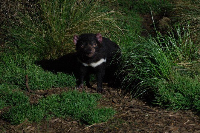 After Dark Tasmanian Devil Feeding Tour at Cradle Mountain - Why This Tour Is Worth Your Time and Money