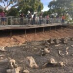 Age of Dinosaurs Museum Half Day Tour with Red Dirt Tours - Authenticity and Experience – What Sets This Tour Apart