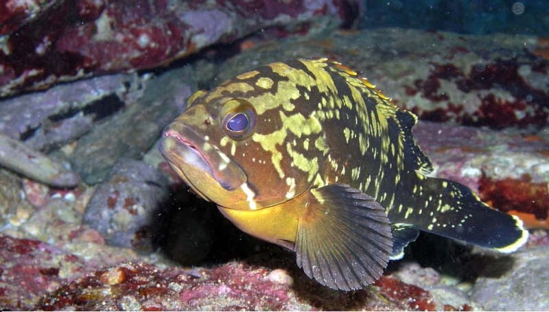 Agia Pelagia: Introduction to Scuba Diving (2 Dives) - Who Will Love This Experience?