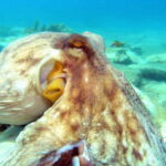 Agia Pelagia: Introduction to Scuba Diving Experience - The Experience from the Traveler Perspective