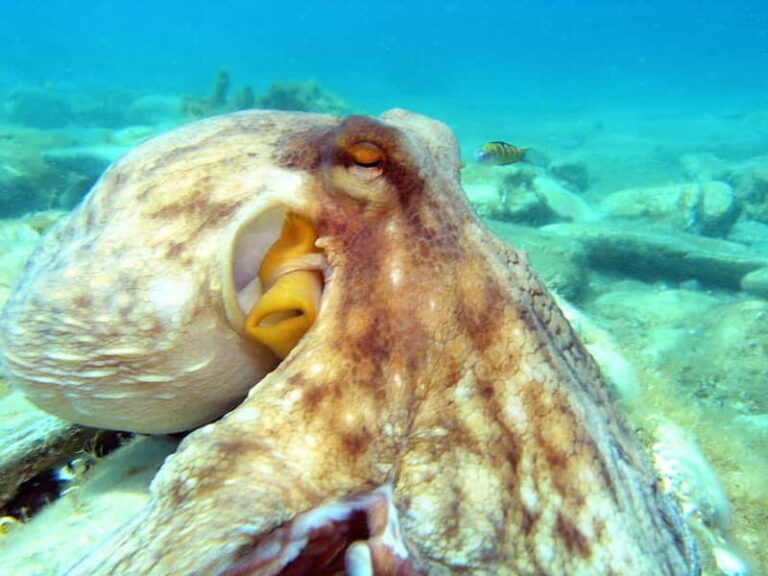 Agia Pelagia: Introduction to Scuba Diving Experience - The Experience from the Traveler Perspective