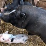 Agriaperitivo in a 3-Hour Farm Activities in Ugento - FAQs