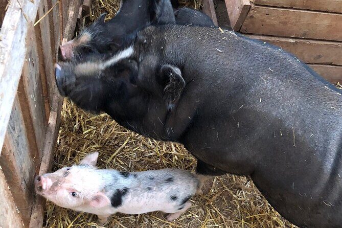 Agriaperitivo in a 3-Hour Farm Activities in Ugento - FAQs